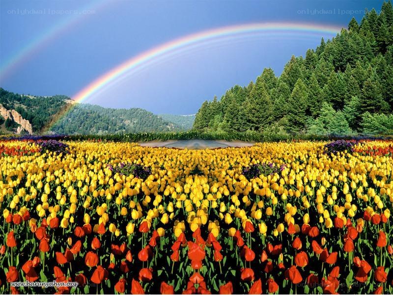 Rainbow over tulip fields