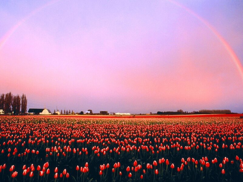 Rainbow over tulip fields