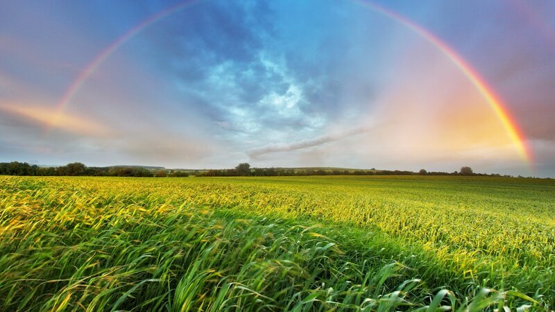 Rainbow over Wheat Field — Green, Serene