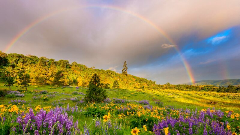 Rainbow over Wildflower Field