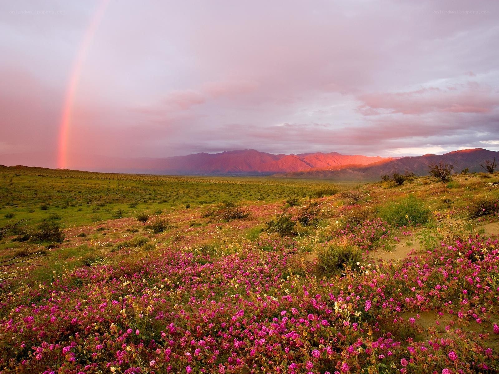 Rainbow over wildflowers