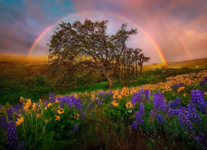 Rainbow over Wildflowers — Purple, Serene