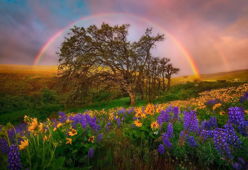 Rainbow over Wildflowers — Purple