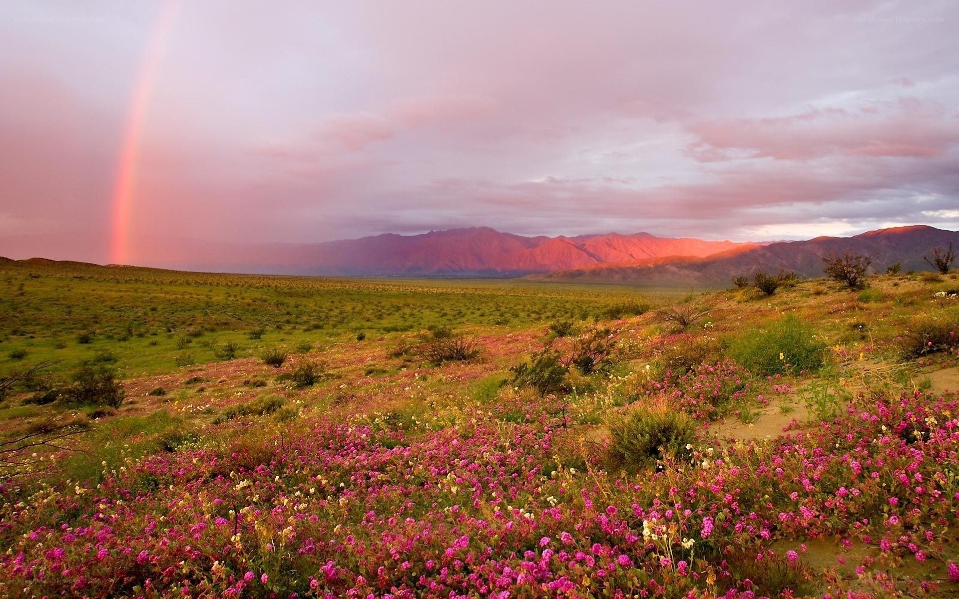 Rainbow over wildflowers