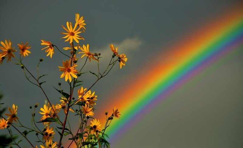 Rainbow over yellow flowers