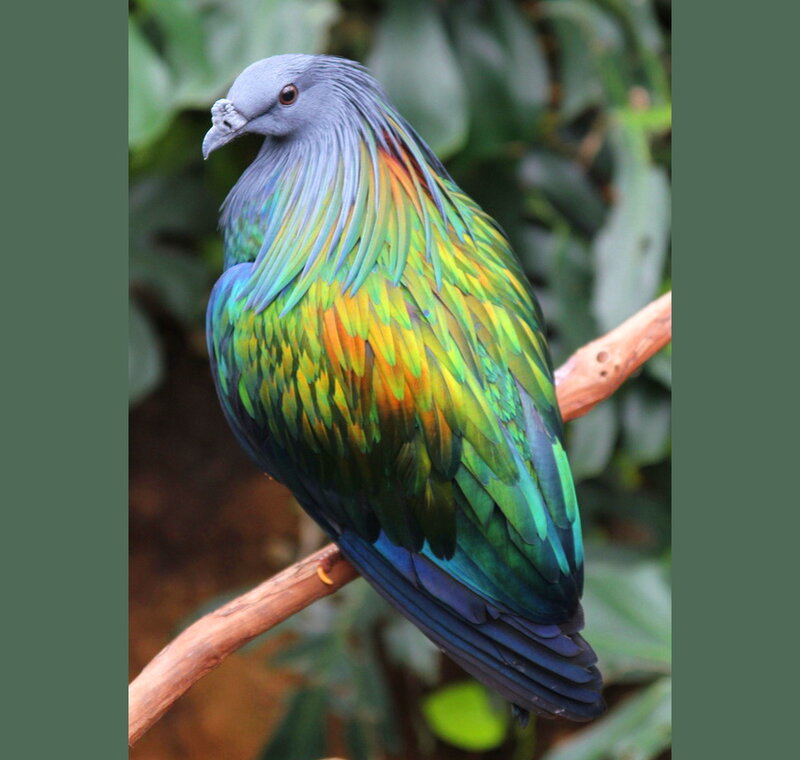 Rainbow Pigeon on Branch