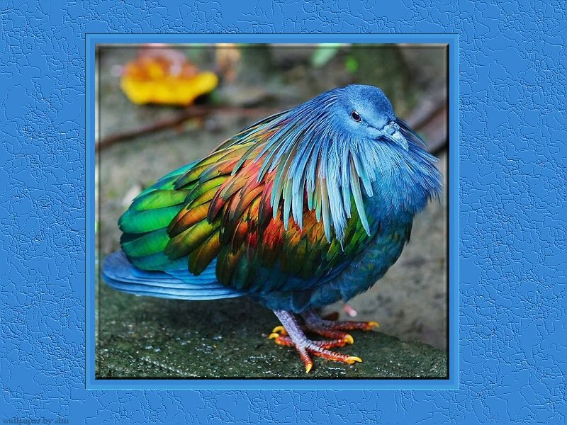 Rainbow Pigeon