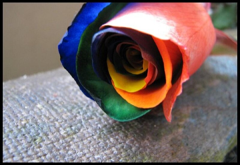 Rainbow Rose — Blue