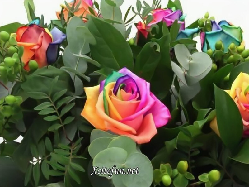 Rainbow Rose Bouquet