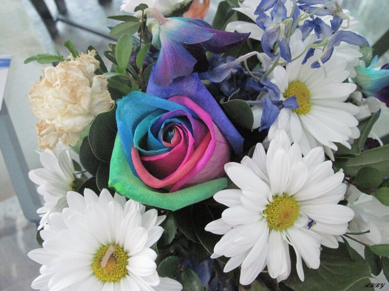 Rainbow Rose Bouquet — White, Calm