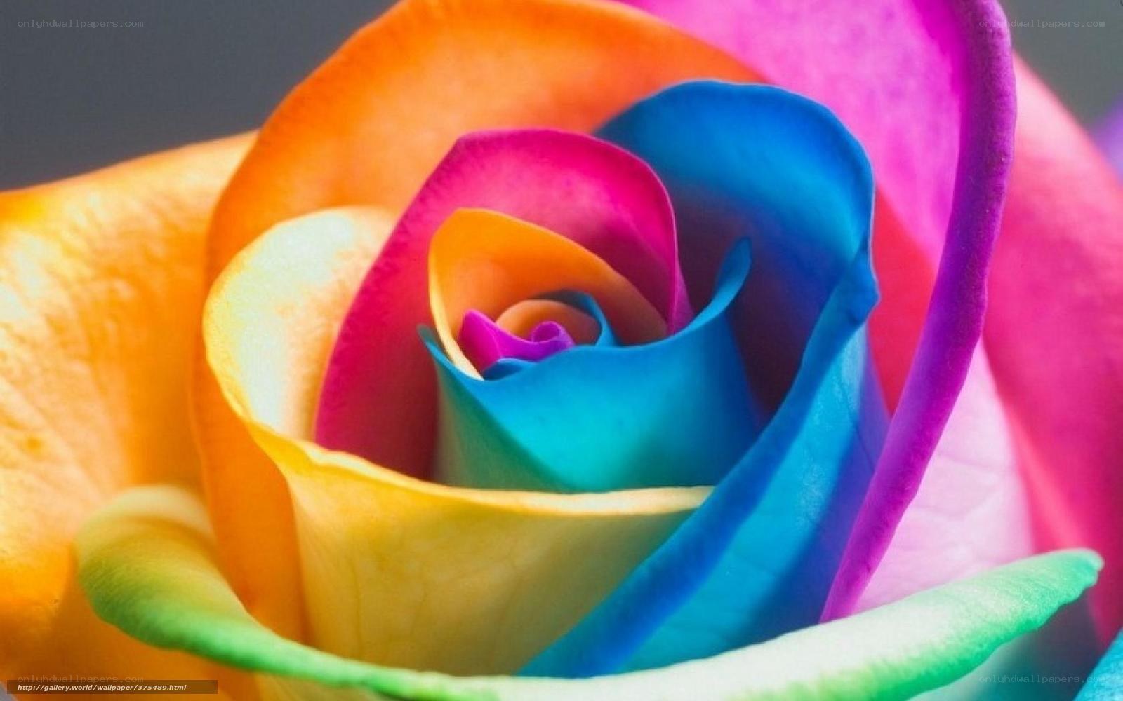 rainbow rose close-up