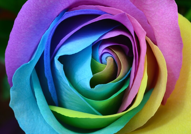 rainbow rose close-up