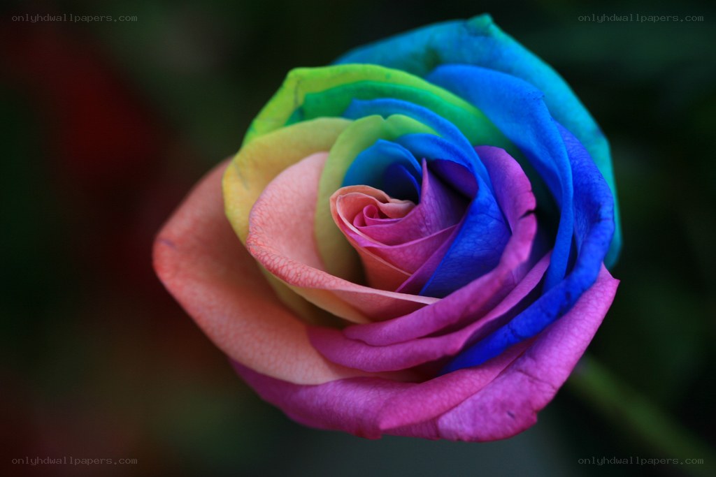 rainbow rose close-up