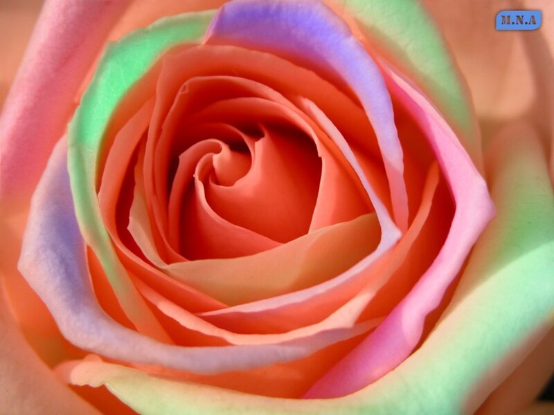 Rainbow rose close-up