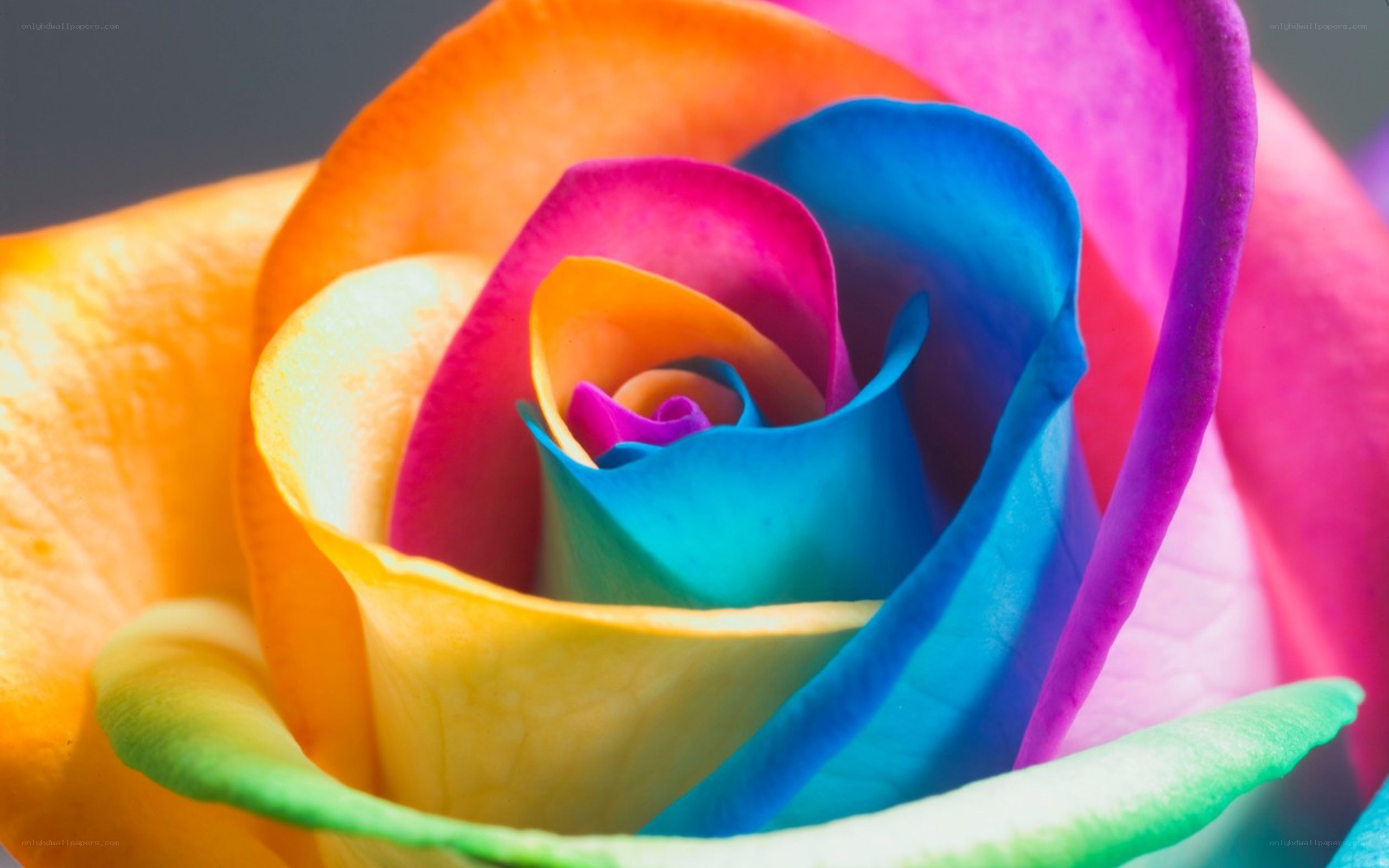 Rainbow rose close-up