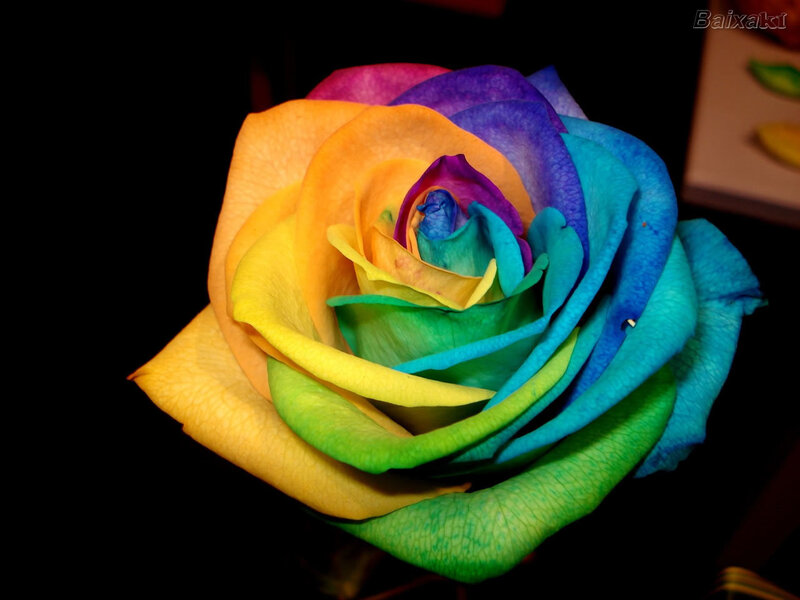 rainbow rose flower