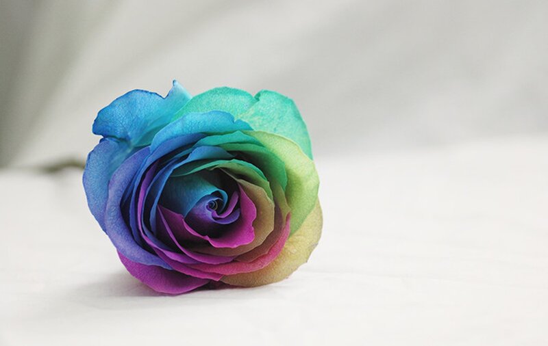 Rainbow Rose Flower — Blue, Calm, Photograph, Petals