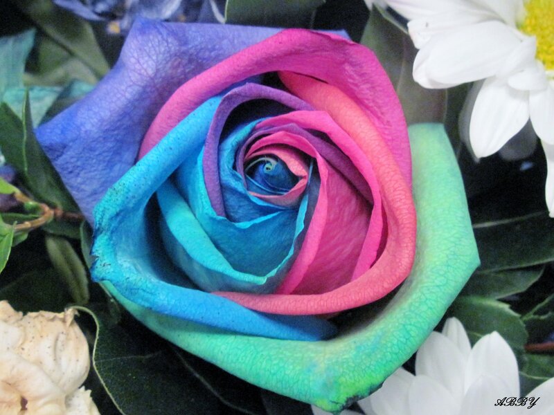 Rainbow Rose Flower — Blue, Calm, Photograph