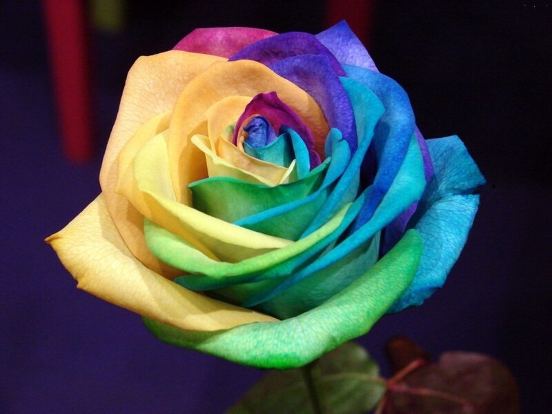 Rainbow Rose Flower — Blue, Calm