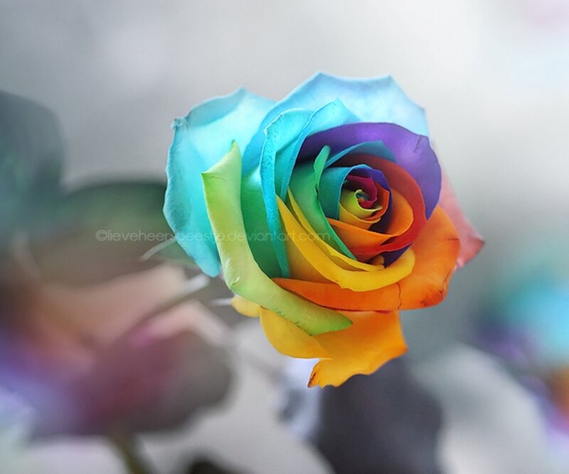 Rainbow Rose Flower — Blue, Colorful