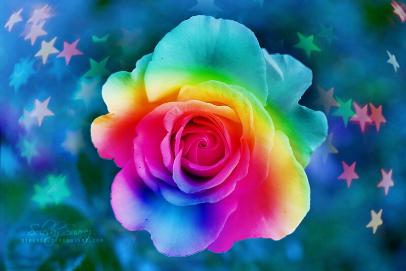 Rainbow Rose Flower — Blue, Dreamy