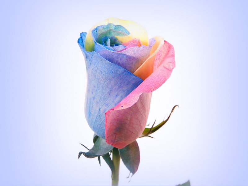 Rainbow Rose Flower — Blue, Serene, Photograph