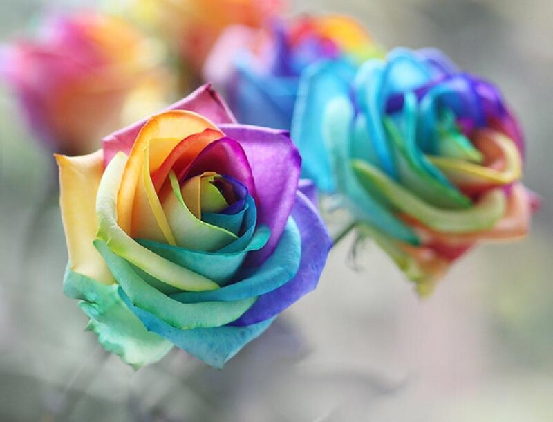 Rainbow Rose Flower — Blue, Serene