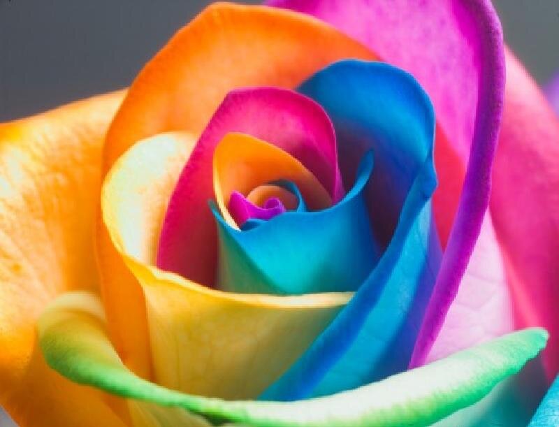 Rainbow Rose Flower — Blue, Vibrant, Photograph, Petals