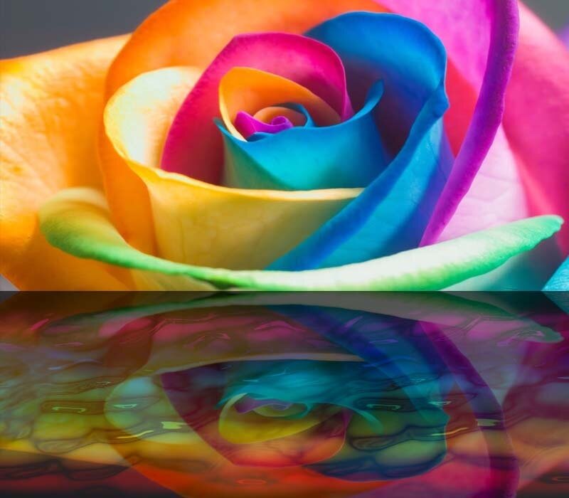Rainbow Rose Flower — Blue, Vibrant, Photograph, Reflection