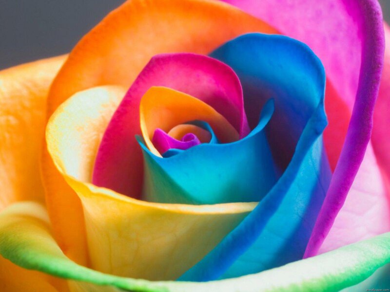 Rainbow Rose Flower — Blue, Vibrant, Photograph