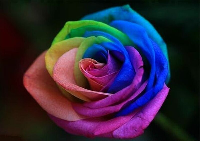 Rainbow Rose Flower — Blue, Vibrant