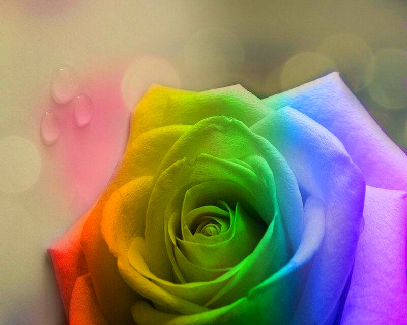 Rainbow Rose Flower — Green, Serene