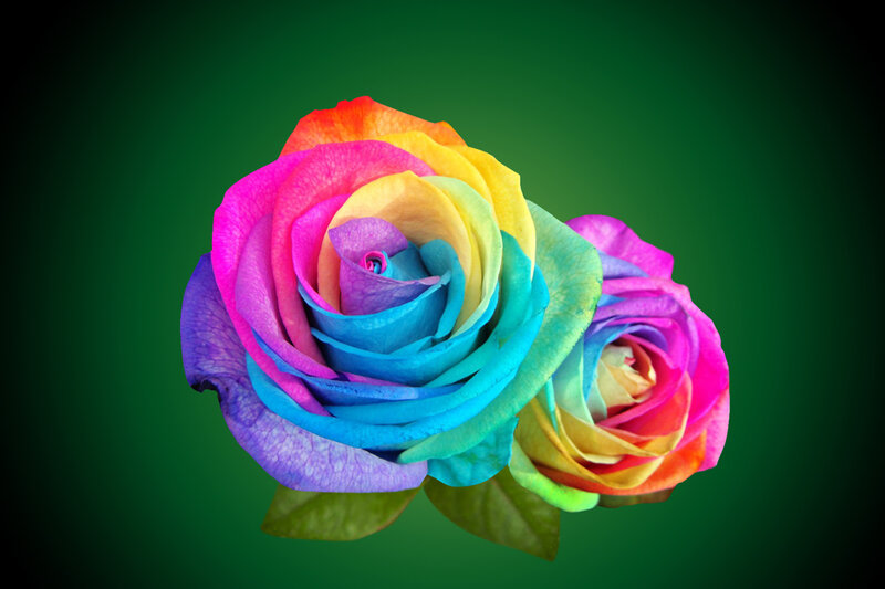 Rainbow Rose Flower — Green, Vibrant