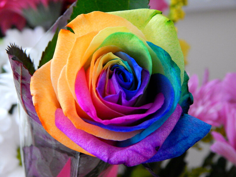 Rainbow Rose Flower — Orange