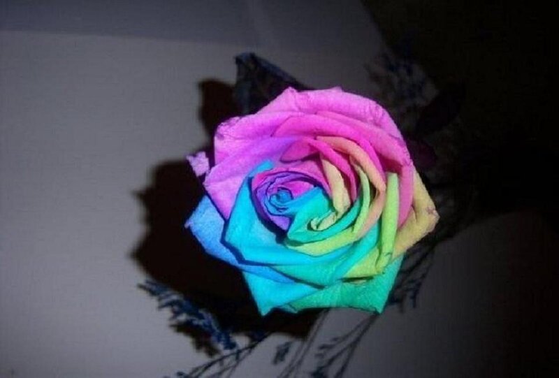 Rainbow Rose Flower — Pink, Dramatic