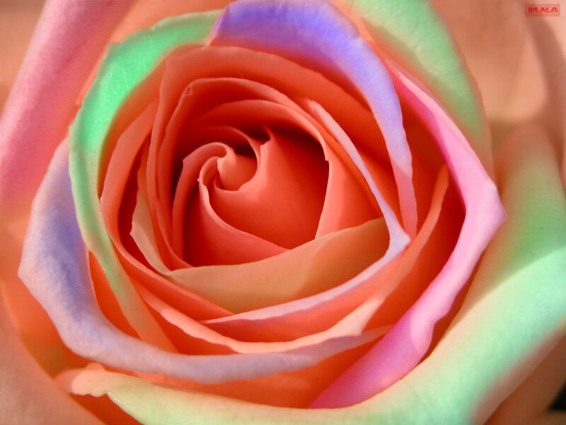Rainbow Rose Flower — Pink, Serene, Photograph