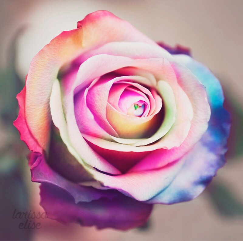 Rainbow Rose Flower — Pink, Serene