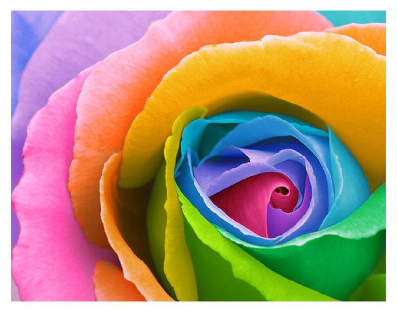 Rainbow Rose Flower — Pink