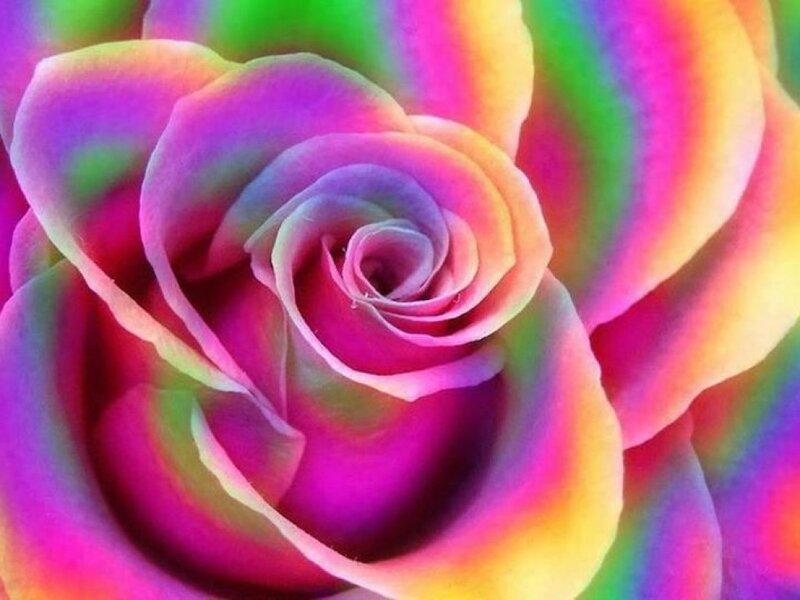 Rainbow Rose Flower — Pink, Vibrant, Photograph, Petals