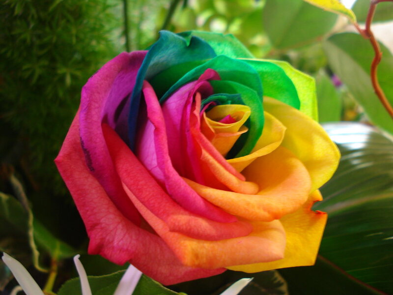 Rainbow Rose Flower — Pink, Vibrant, Photograph