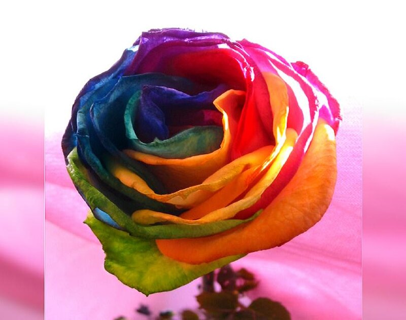 Rainbow Rose Flower — Pink, Vibrant