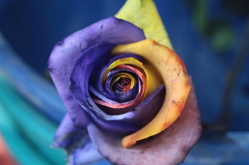 Rainbow Rose Flower — Purple, Calm