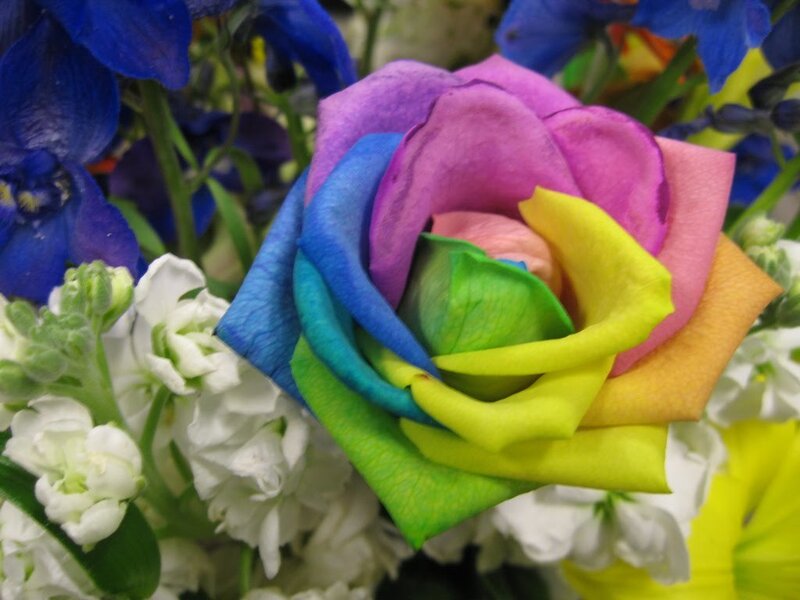 Rainbow Rose Flower — Purple, Colorful