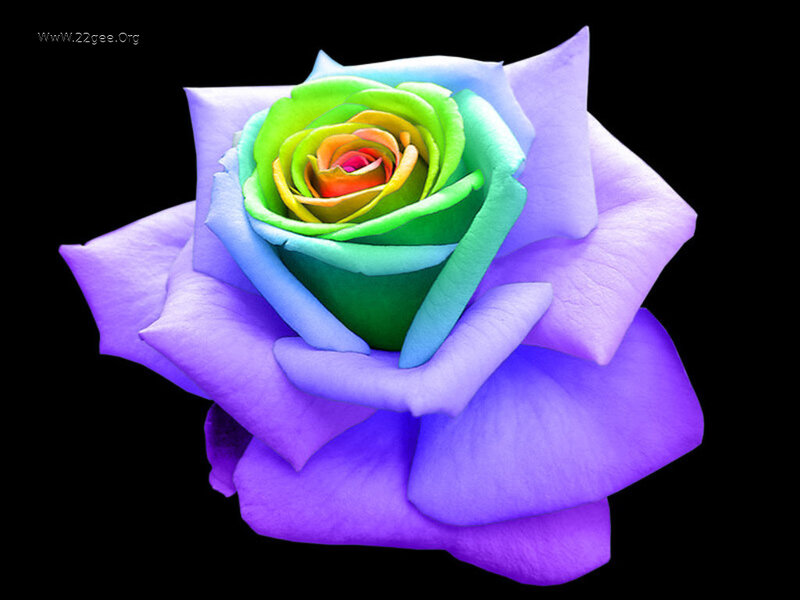 Rainbow Rose Flower — Purple, Dramatic, Photograph