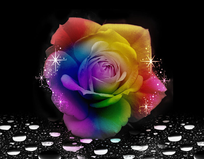 Rainbow Rose Flower — Purple, Dramatic