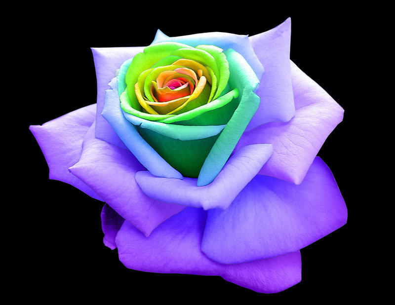 Rainbow Rose Flower — Purple
