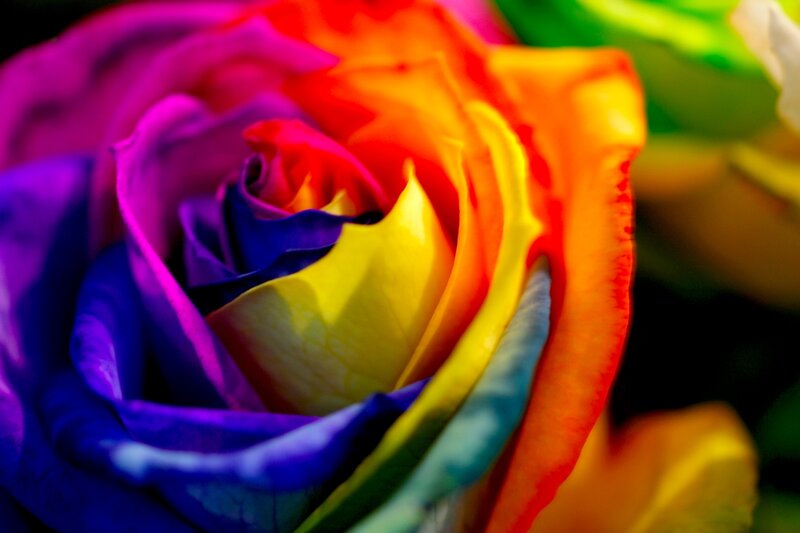 Rainbow Rose Flower — Purple, Vibrant, Photograph, Petals, Close-up