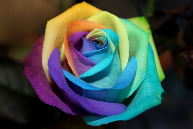 Rainbow Rose Flower — Purple, Vibrant, Photograph, Petals