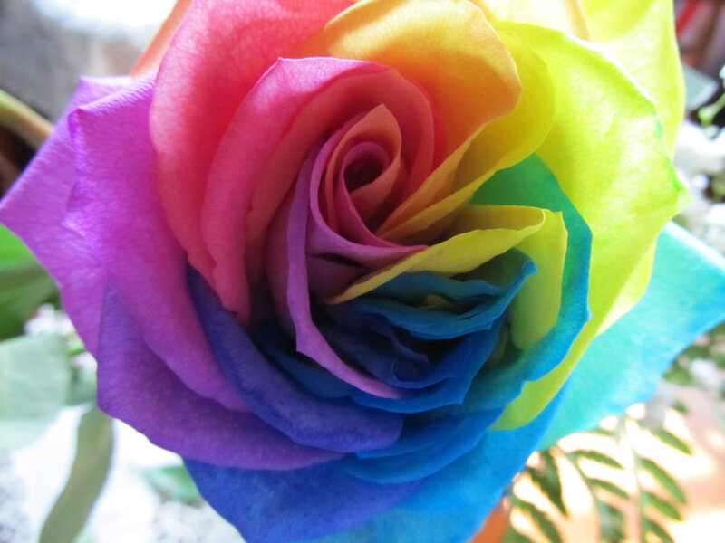 Rainbow Rose Flower — Purple, Vibrant, Photograph
