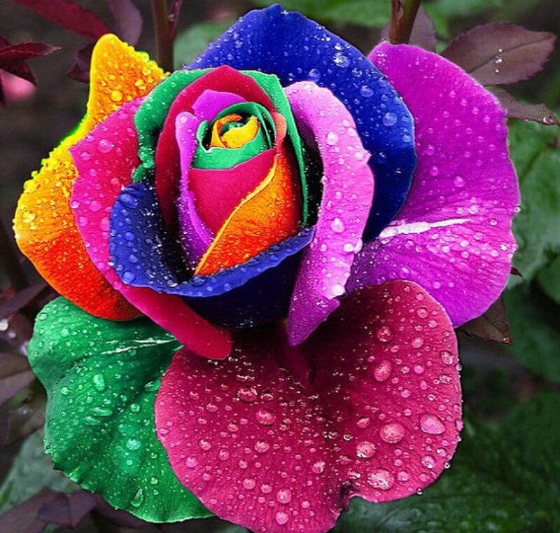 Rainbow Rose Flower — Purple, Vibrant, Photograph, Water Droplets